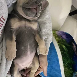 French Bulldog Lilac Female