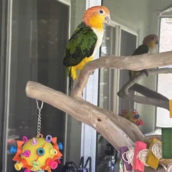 Caique parrot sale