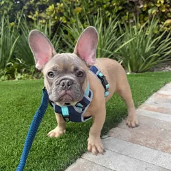 Male Full Bred French Bulldog Puppy