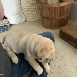 Chinese Shar-pei