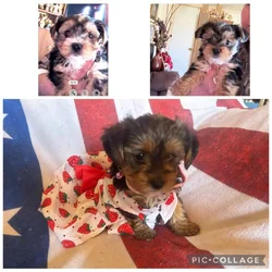 Yorkie Terrier