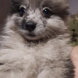 Pomeranians