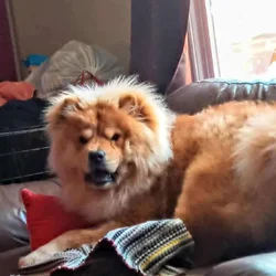 Gorgeous Red Chow Braxton
