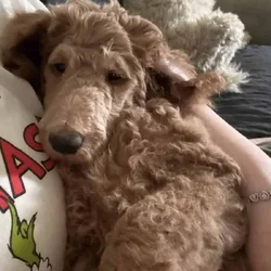 AKC standard poodle puppies