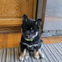 Miniature husky