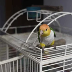 PARROT FOR SALE