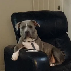 Blue Ghotti pitbull free