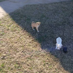 Chihuahua mix one female one male