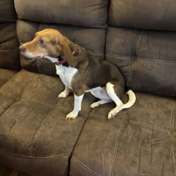 Rescue female