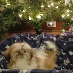 Shihtzu Puppy!