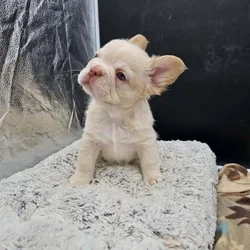 frenchie puppies looking for home