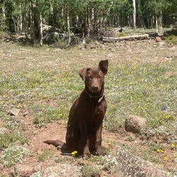 Free dog