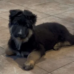 12 Week old AKC Reg German Shepherd Puppies