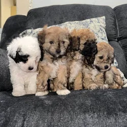 Maltipoo puppies