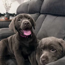 Labrador Puppy