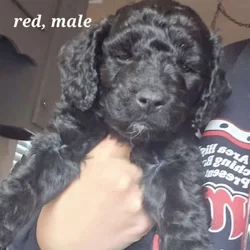 Mini Goldendoodles puppies