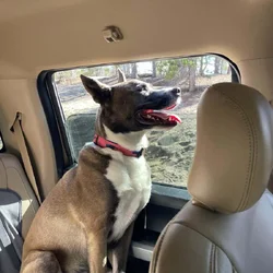 Ridley needs rehoming ASAP