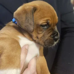 Boxer/Rotweiller Mix Puppy