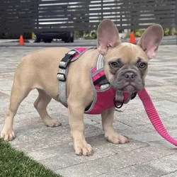 Female Full Bred French Bulldog Puppy