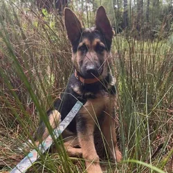 Beautiful German Shepherd Mali mix
