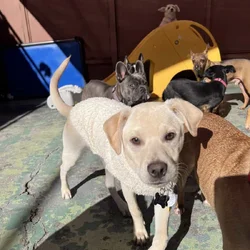 DOG REHOMING
