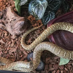 Kingsnakes