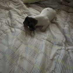 Daschund puppies