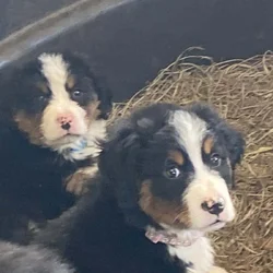 Bernese mountain dog puppies for sale