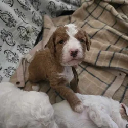 Mini Goldendoodle