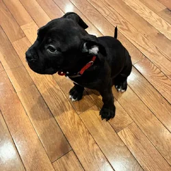9 week old American bully puppy male