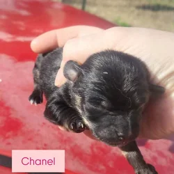Teacup Chihuahua puppies