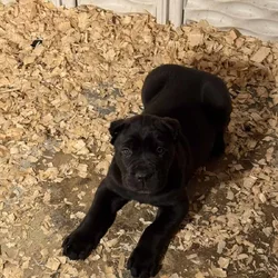 Cane Corso Pups