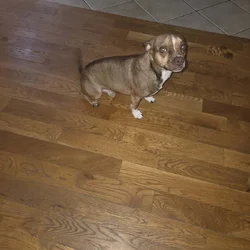 Sweet Chihuahua Looking for a Loving Home