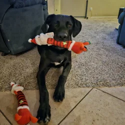 Meet Koda- The Sweetest Heartbreak
