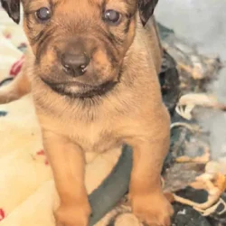 Puppies for sale