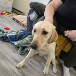 Rehoming skye