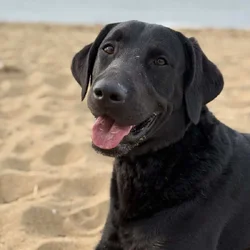 2 yr old lab mix