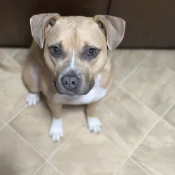 1 year old puppy