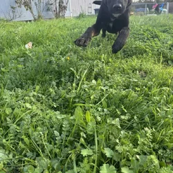 Belgian/Lab Mix Puppy