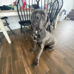 Cane corso 11 months