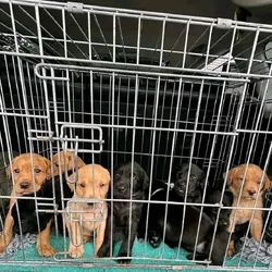 Labrador Retriever puppies Available