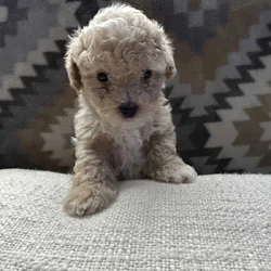 maltipoo puppies