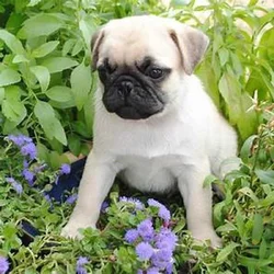 Chicago PUG Baby. True Clown!!!
