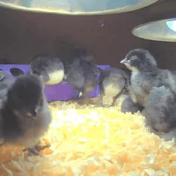 Baby Chickens -- Bantam Rooster & Long Island Red