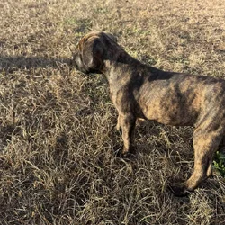 Cane Corso puppies