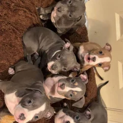 Pocket bully puppies