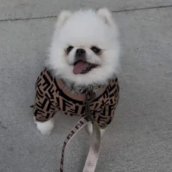 white Micro Pomeranian