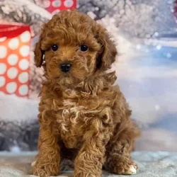 Toy poodle puppies available