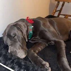 2 Blue Male Great Danes Needing Rehomed