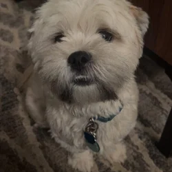 1 yr old female Lhasa apso dog